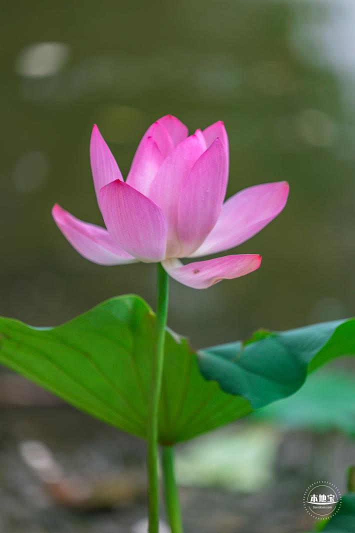 莲花池公园荷花篇