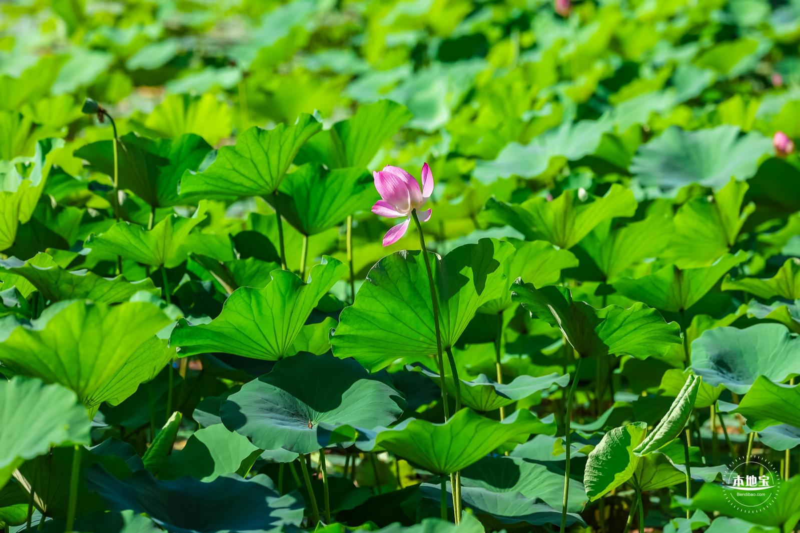 北海公园荷花