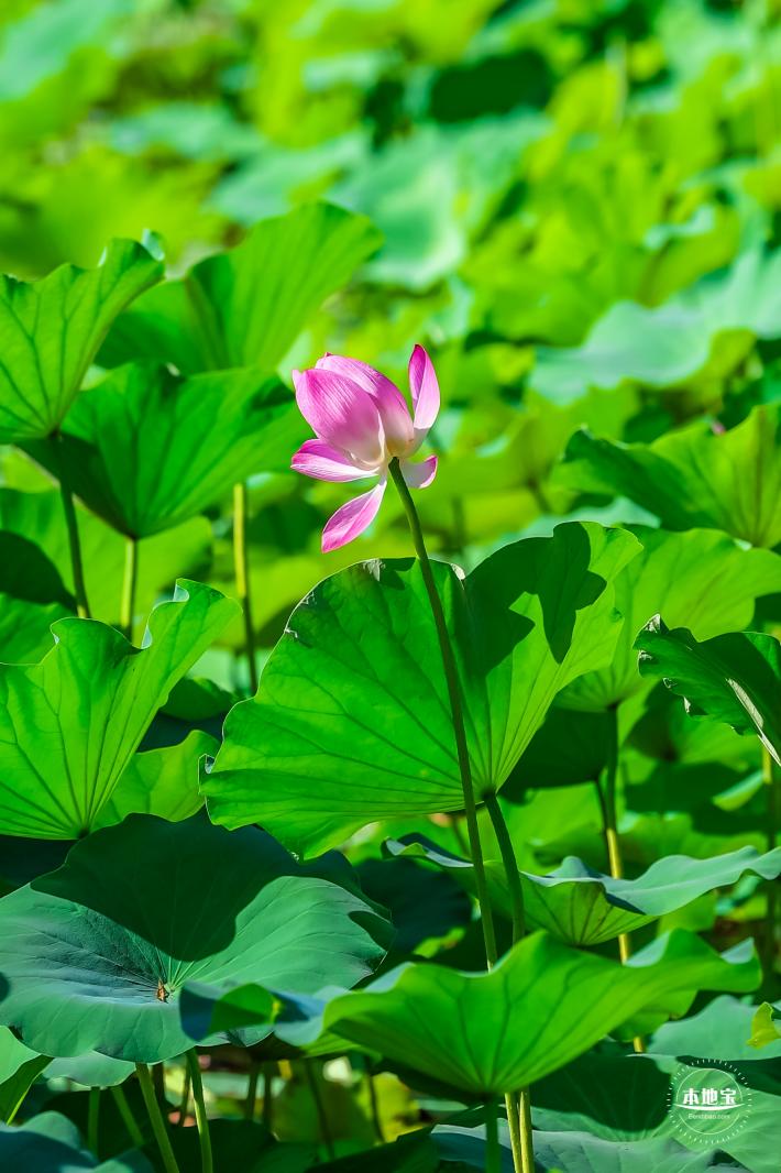 北海公园荷花