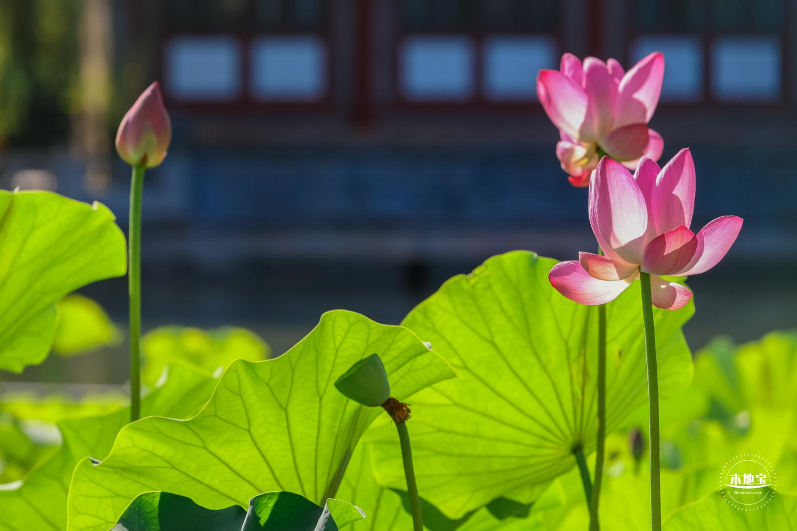 北海公园荷花
