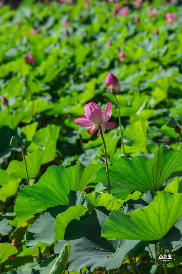 北海公园荷花