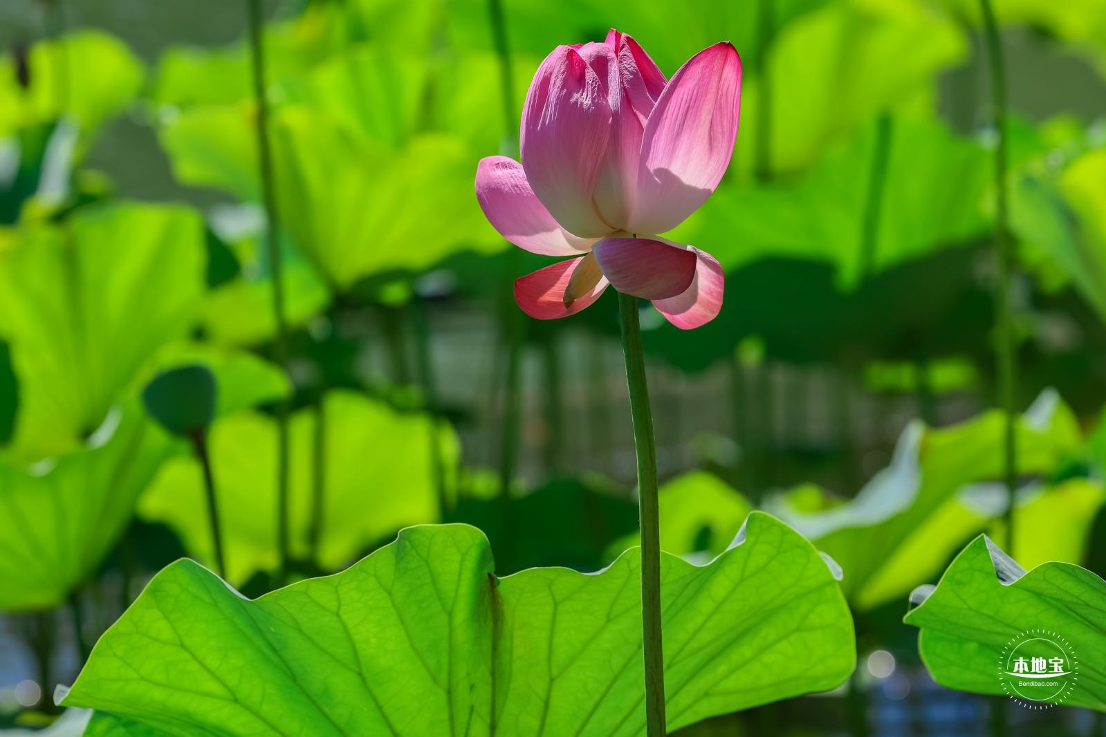 北海公园荷花