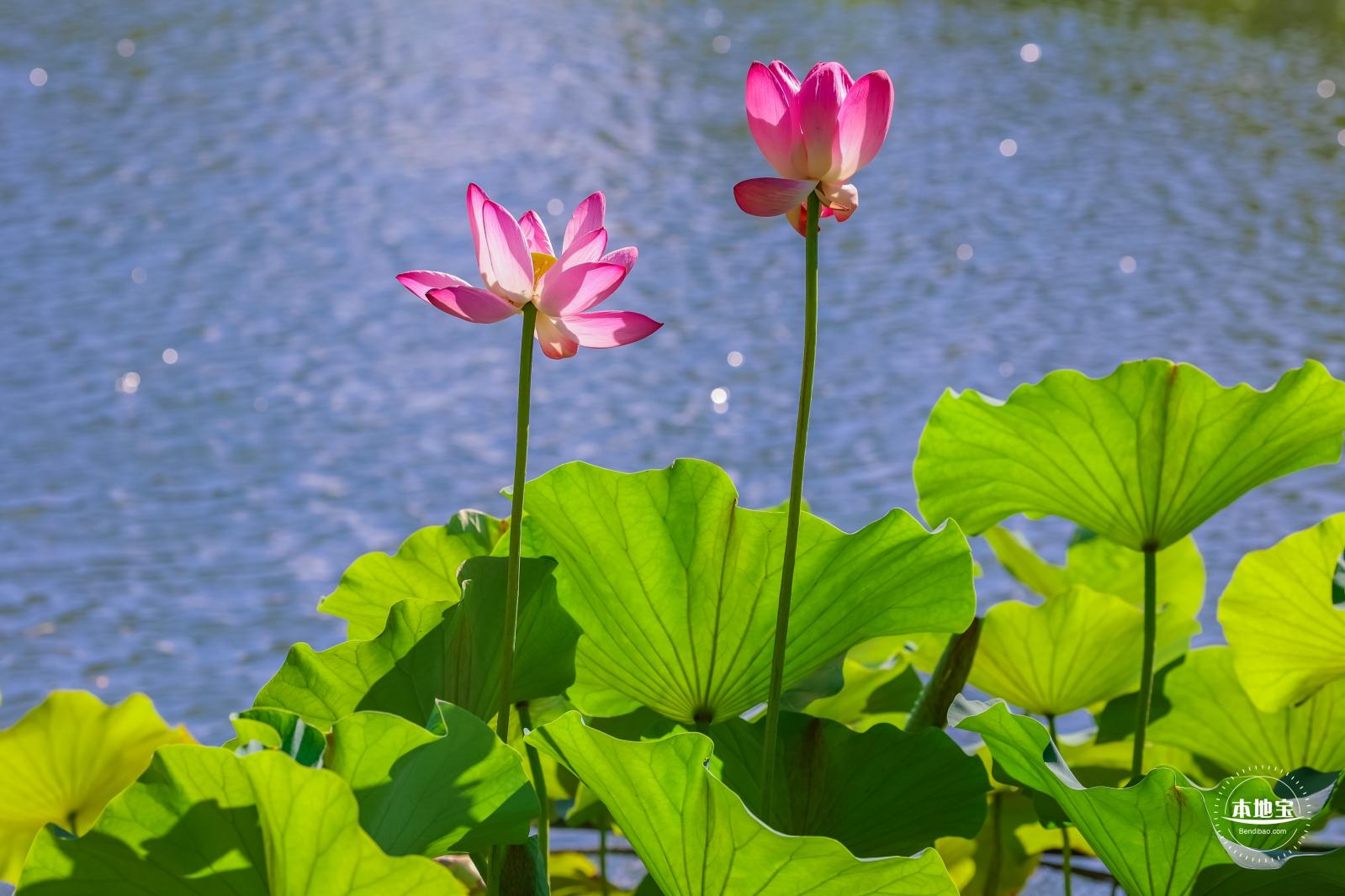 北海公园荷花