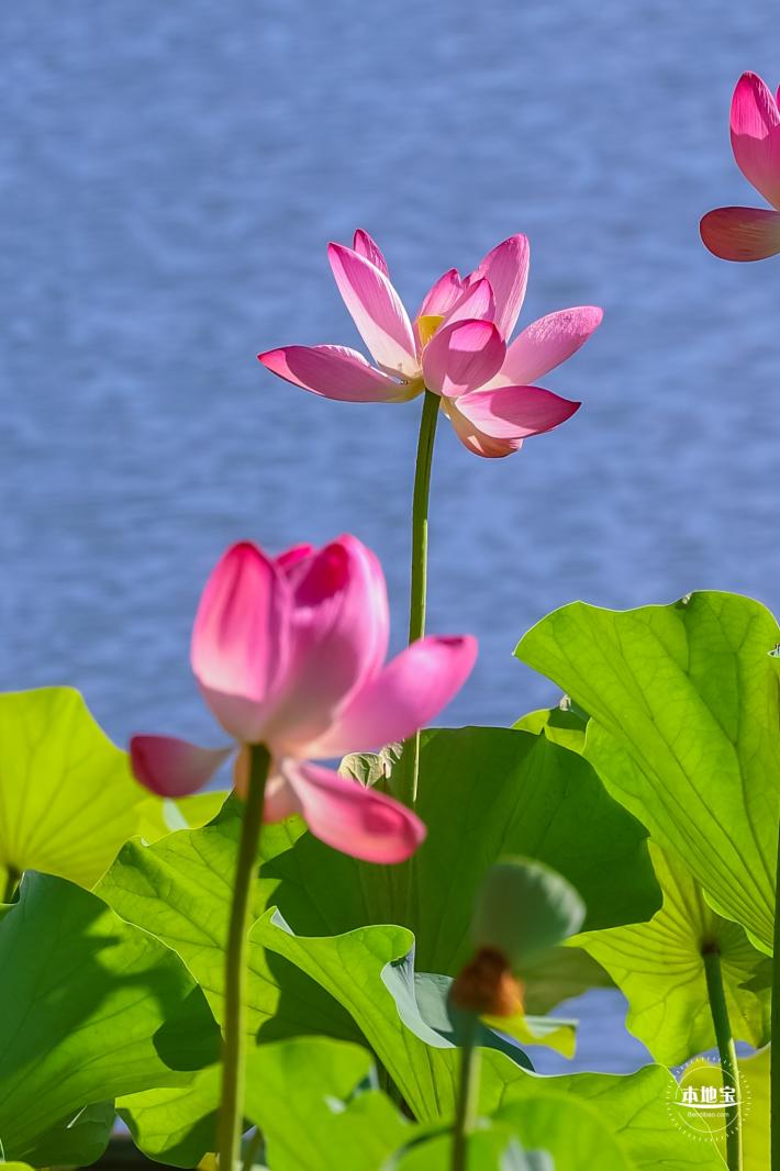 北海公园荷花