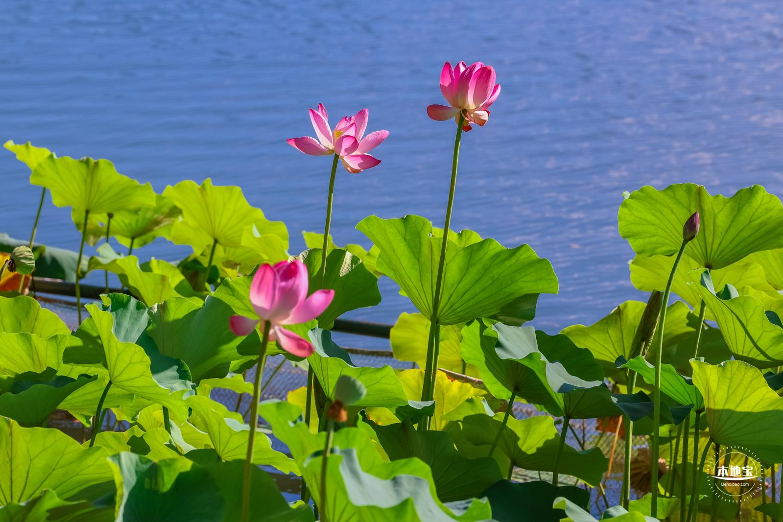 北海公园荷花