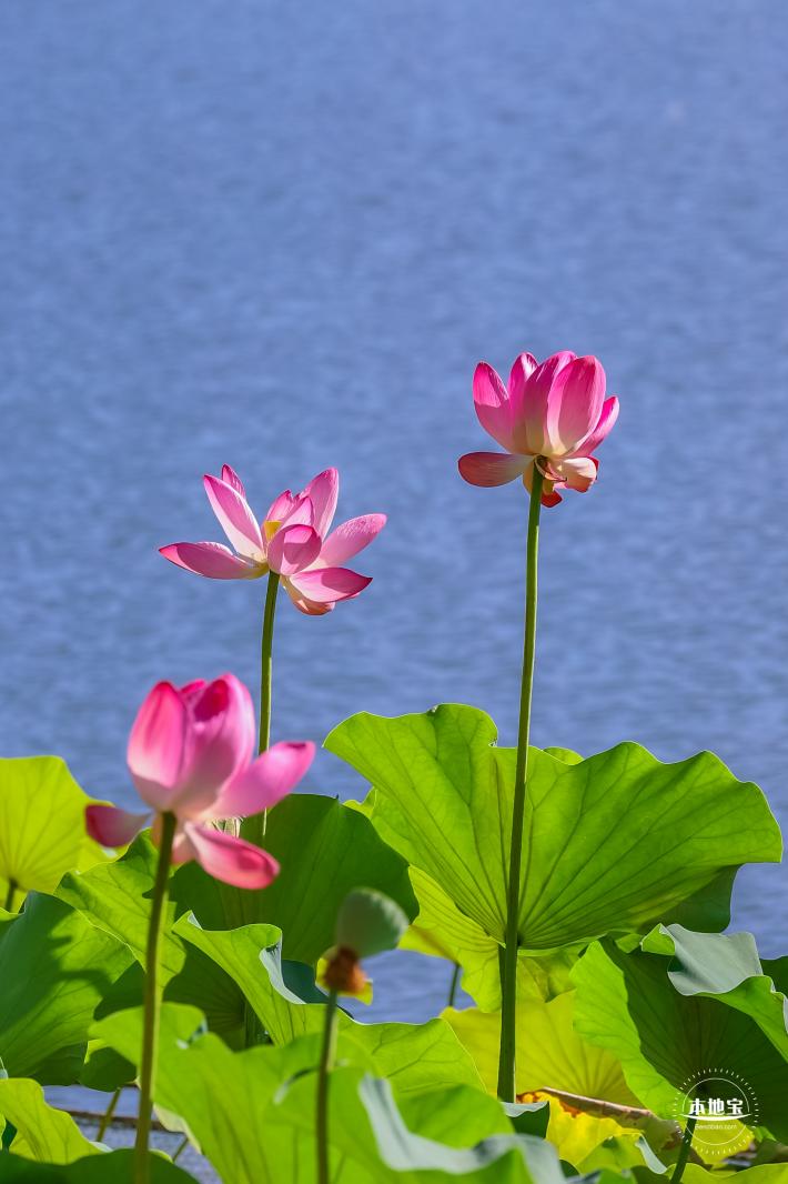 北海公园荷花