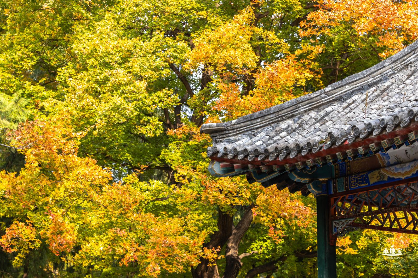 地坛公园银杏大道