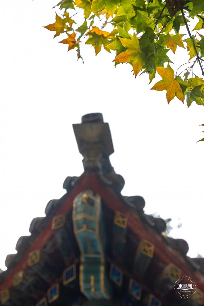 地坛公园银杏大道