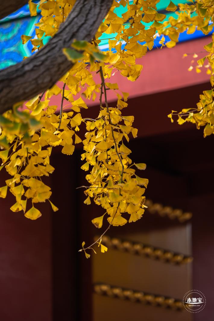 地坛公园银杏大道