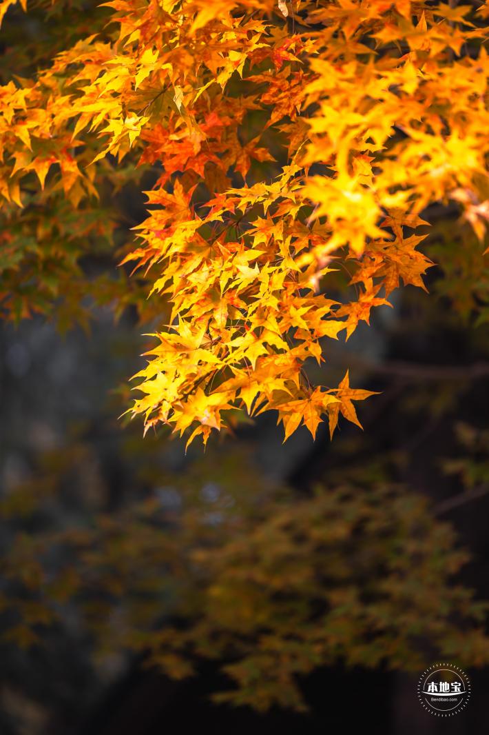 香山公园