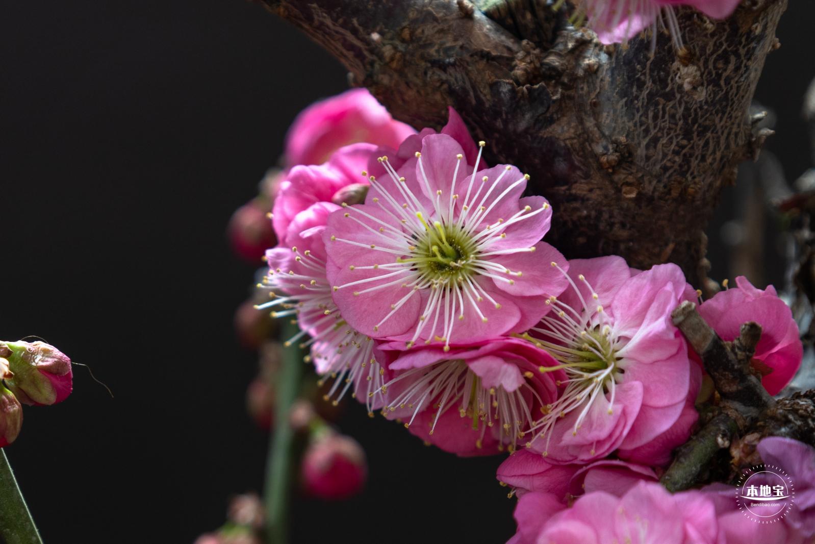 中山公园花展