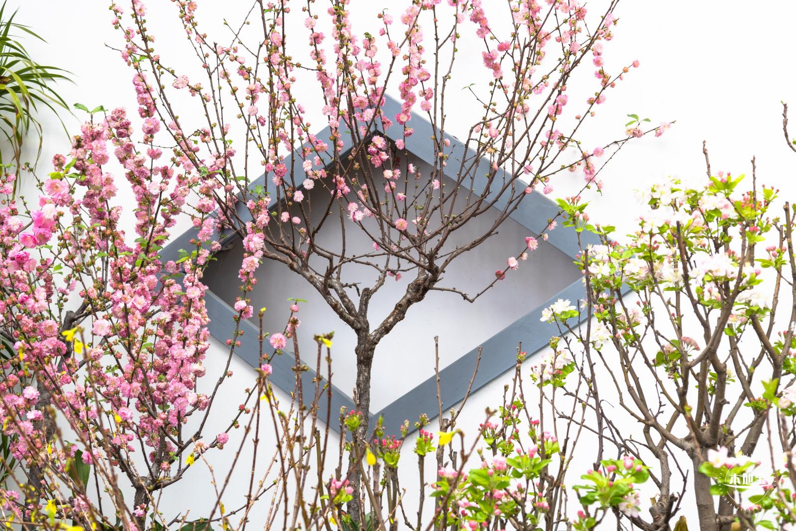中山公园花展