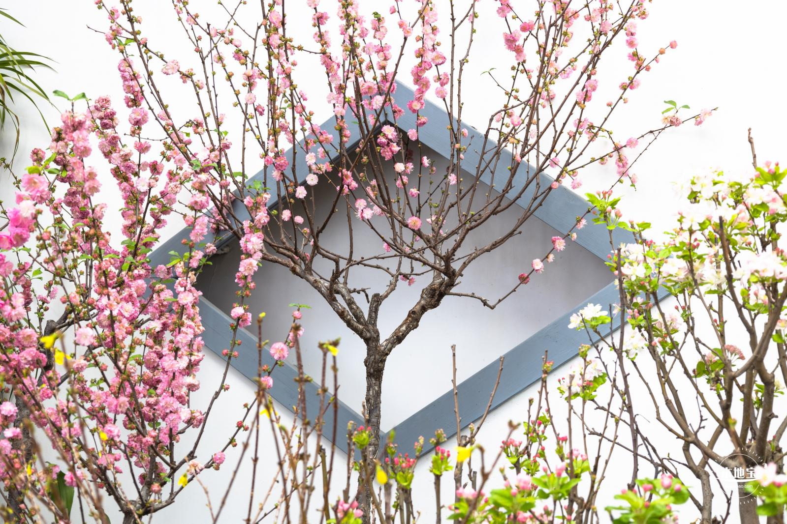 中山公园花展
