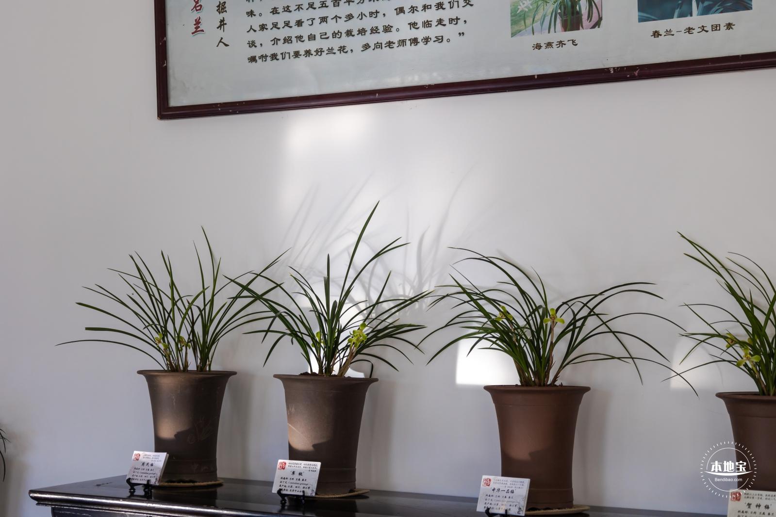 中山公园花展
