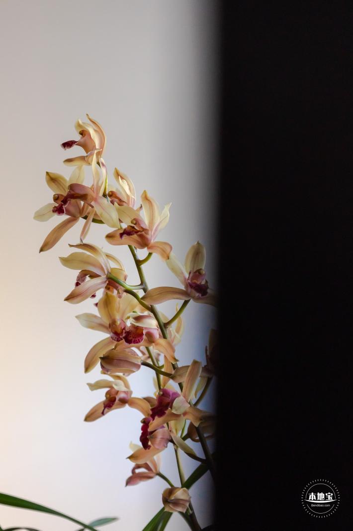 中山公园花展