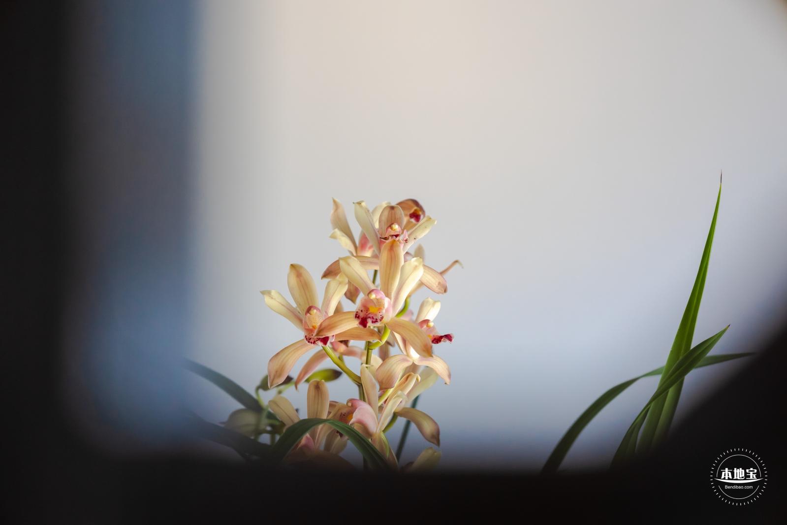 中山公园花展