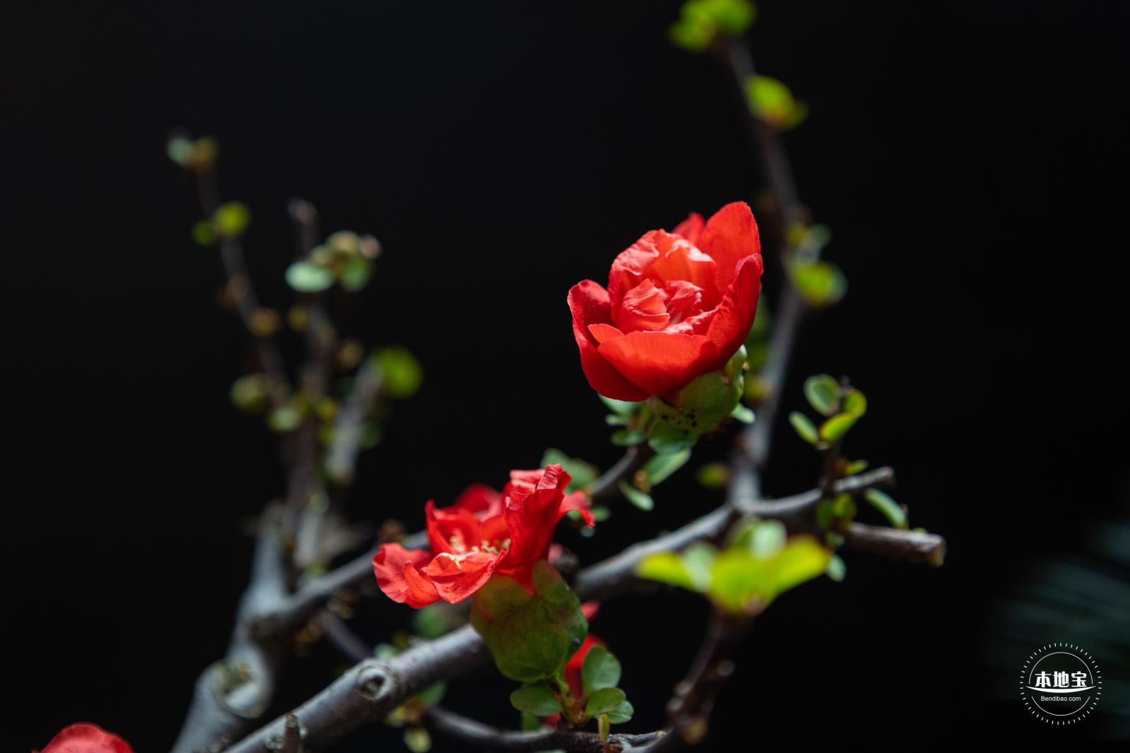 中山公园花展