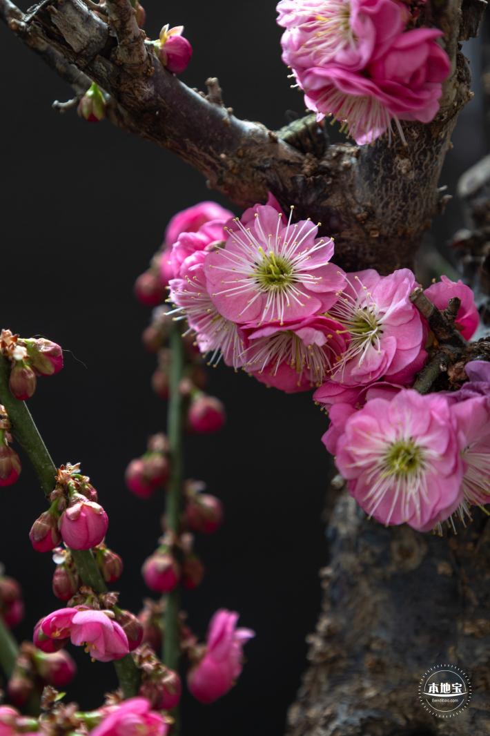 中山公园花展