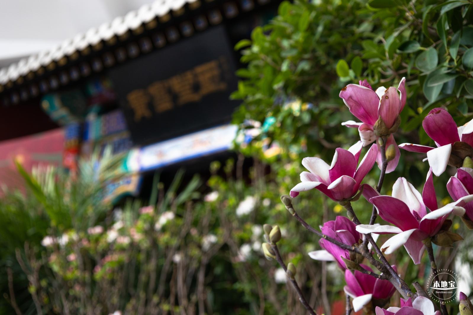 中山公园花展