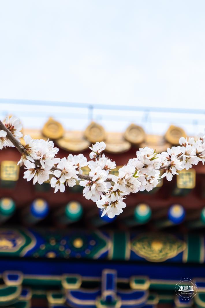 北海公园桃花