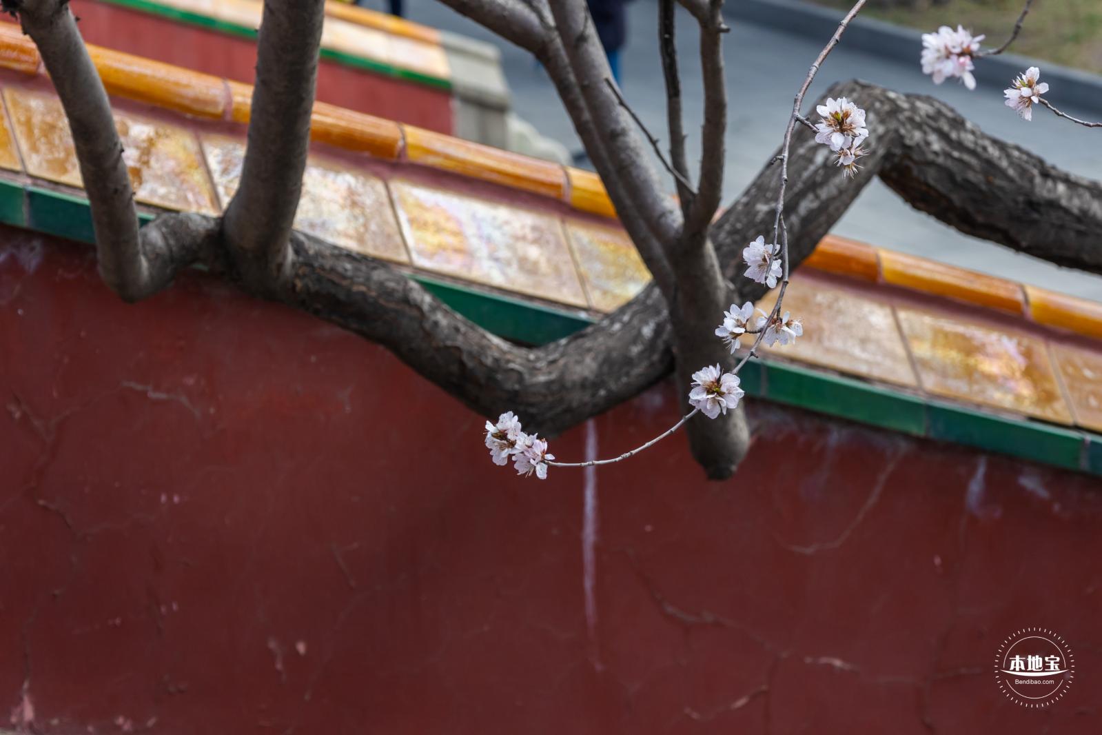 北海公园桃花