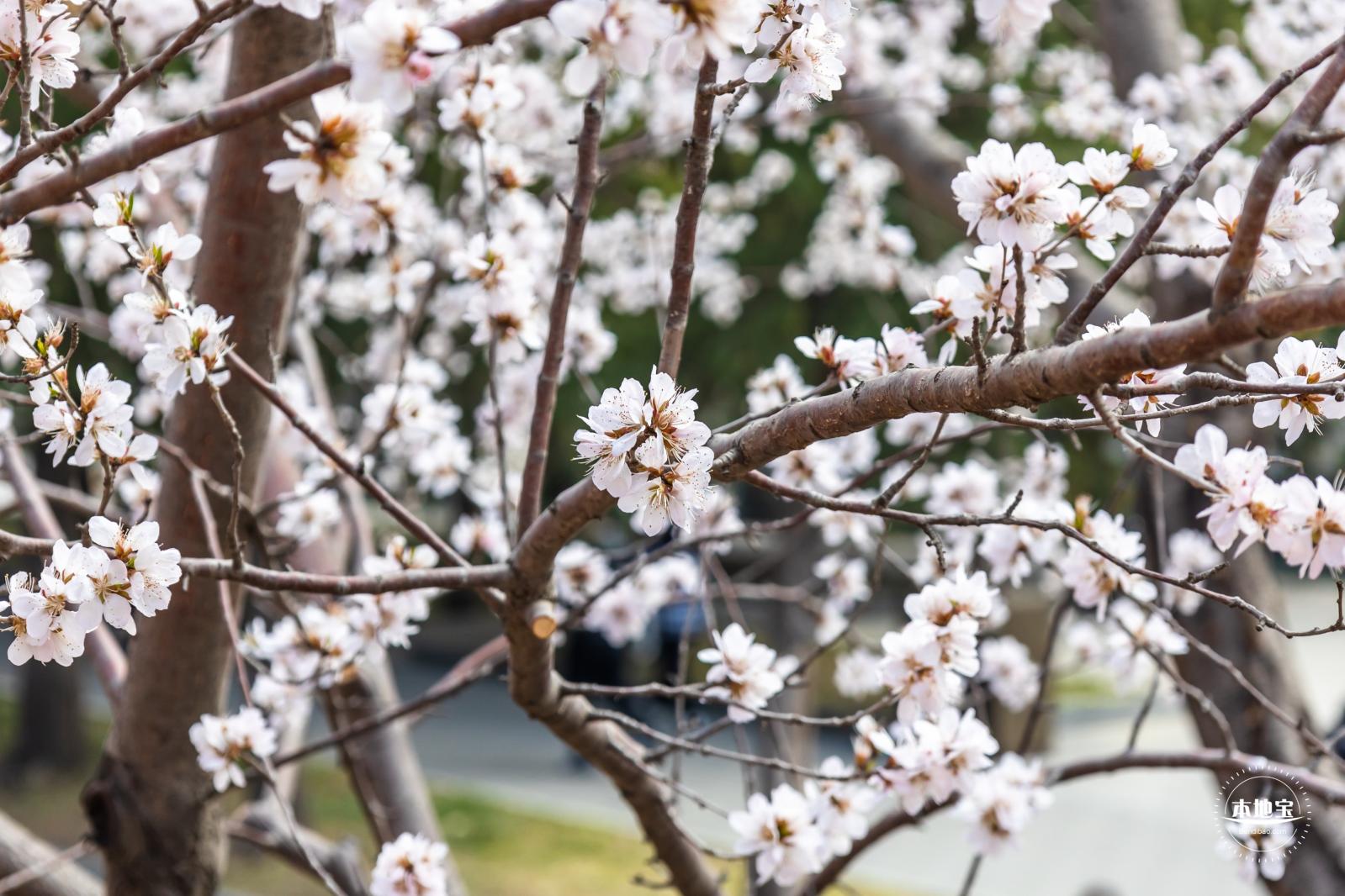 北海公园桃花