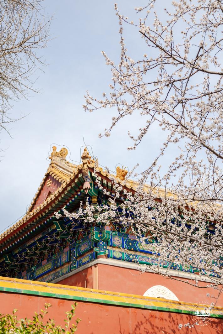 北海公园桃花