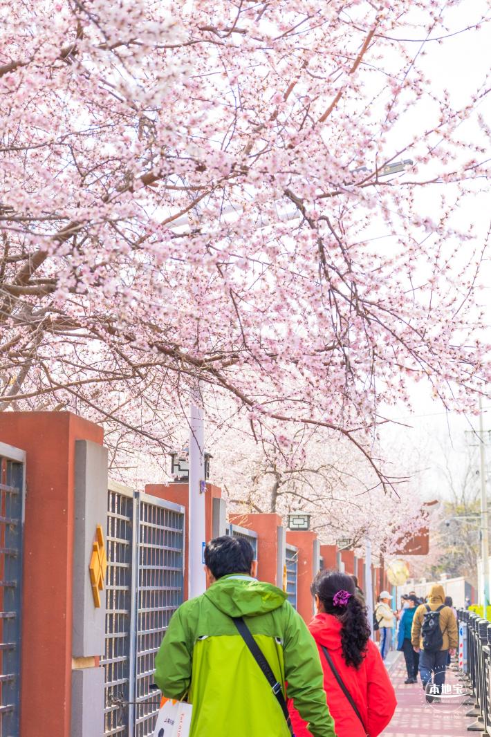 十里堡桃花