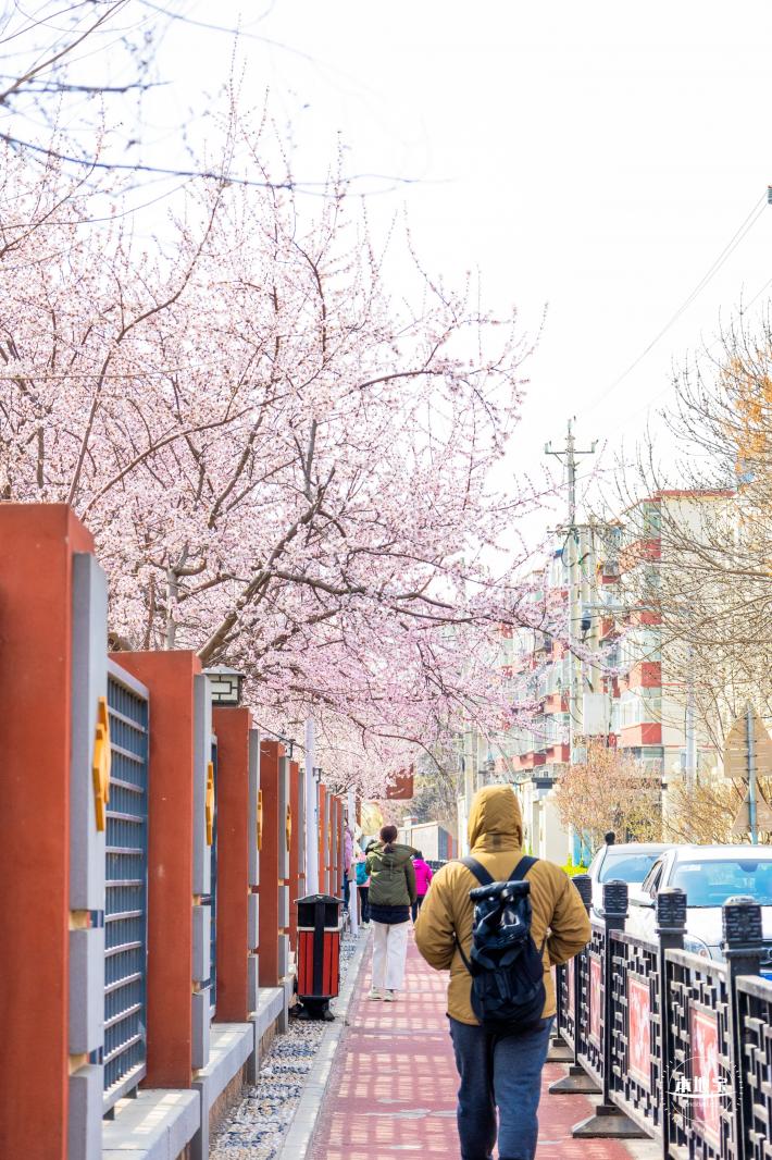 十里堡桃花