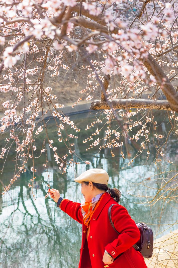 十里堡桃花
