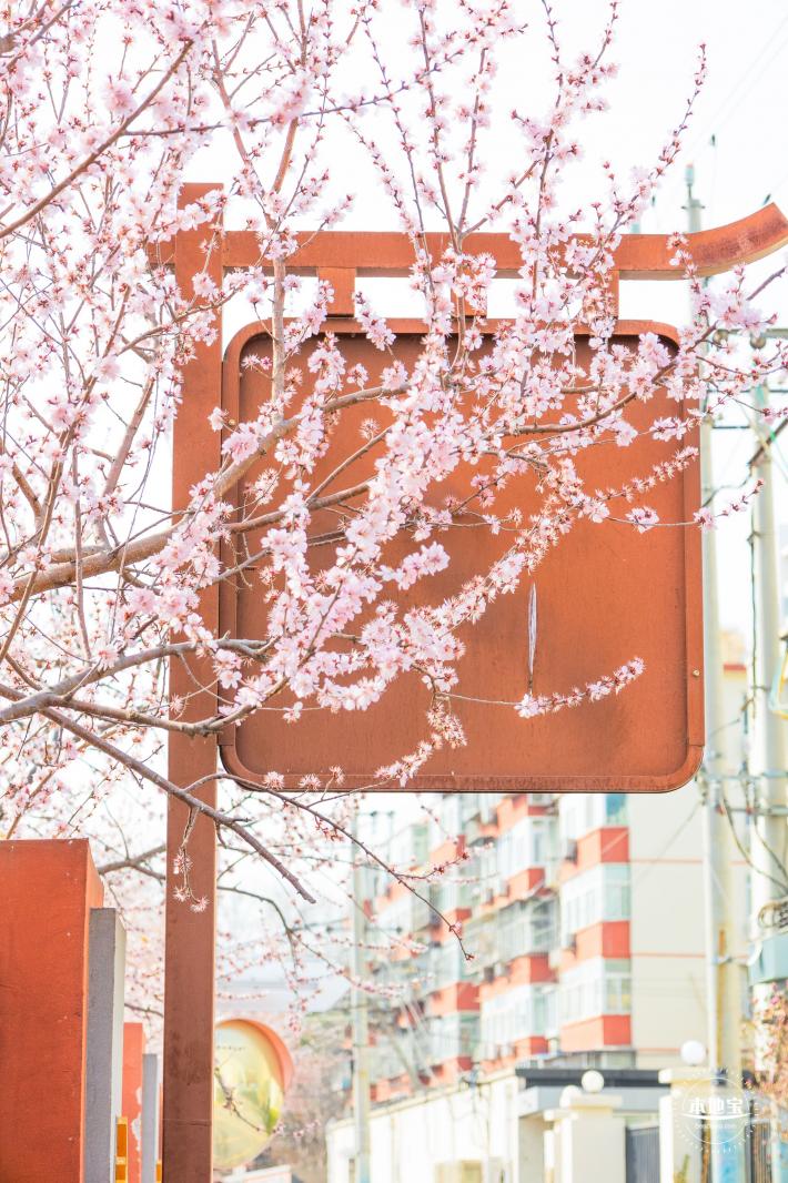 十里堡桃花