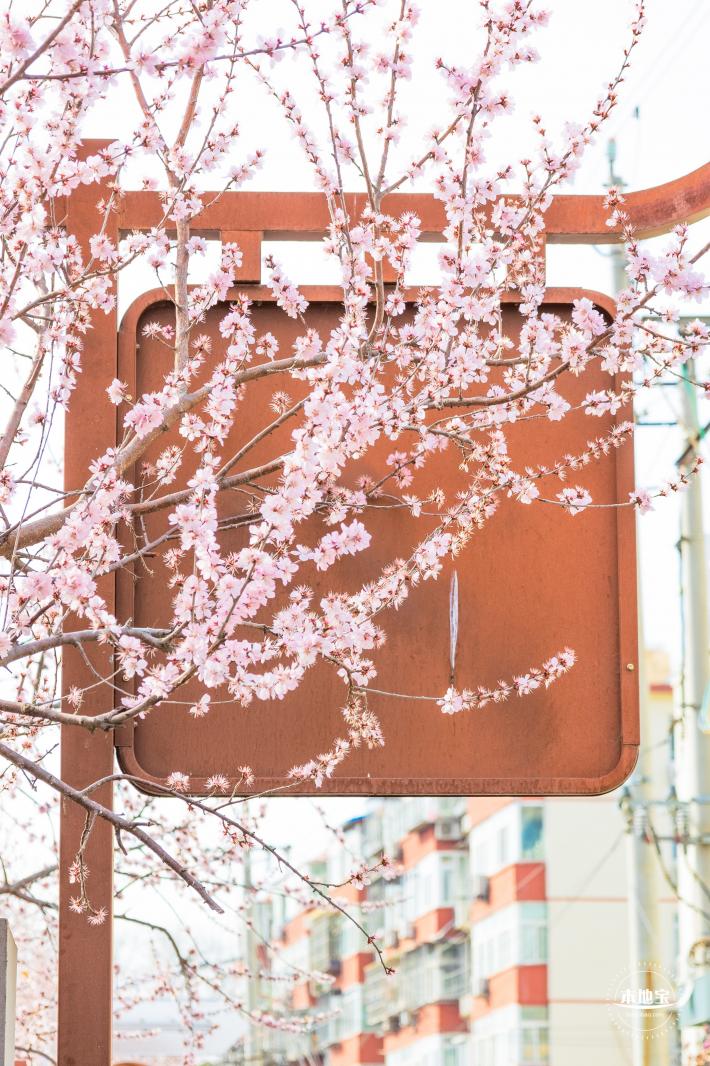 十里堡桃花