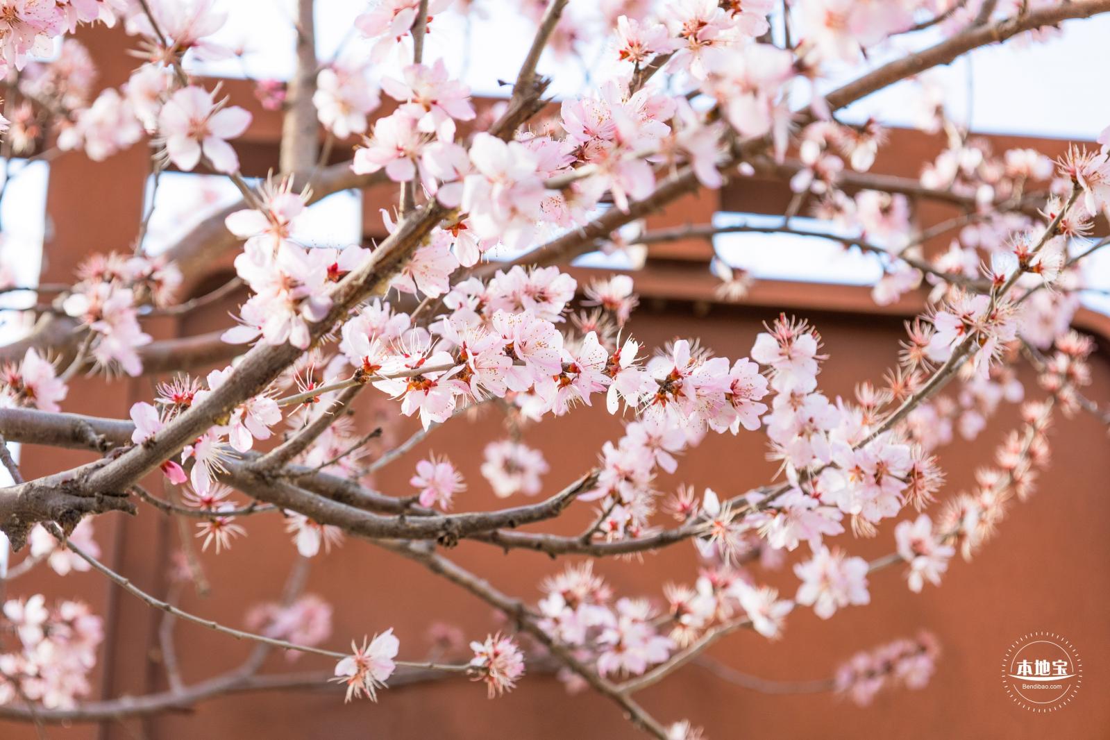 十里堡桃花
