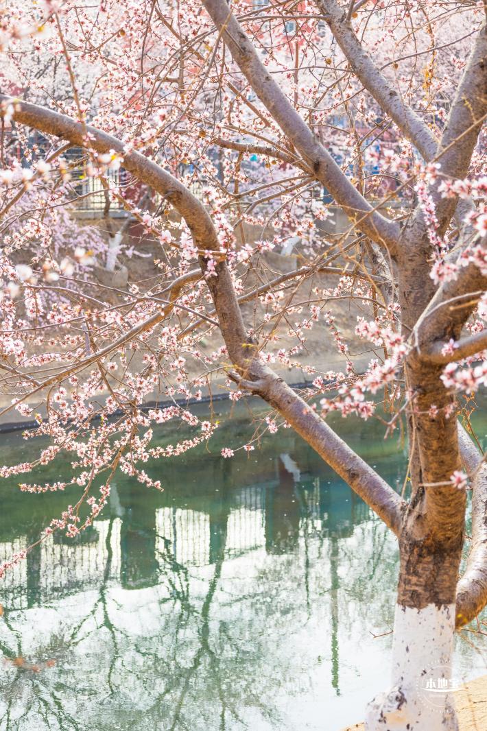 十里堡桃花
