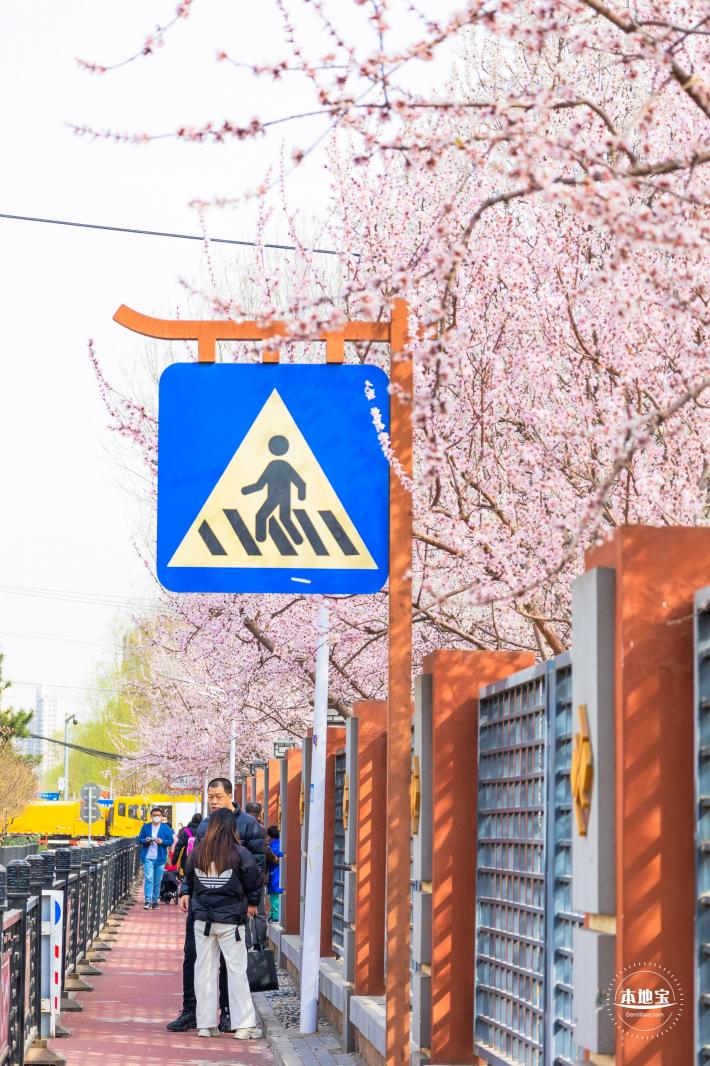 十里堡桃花