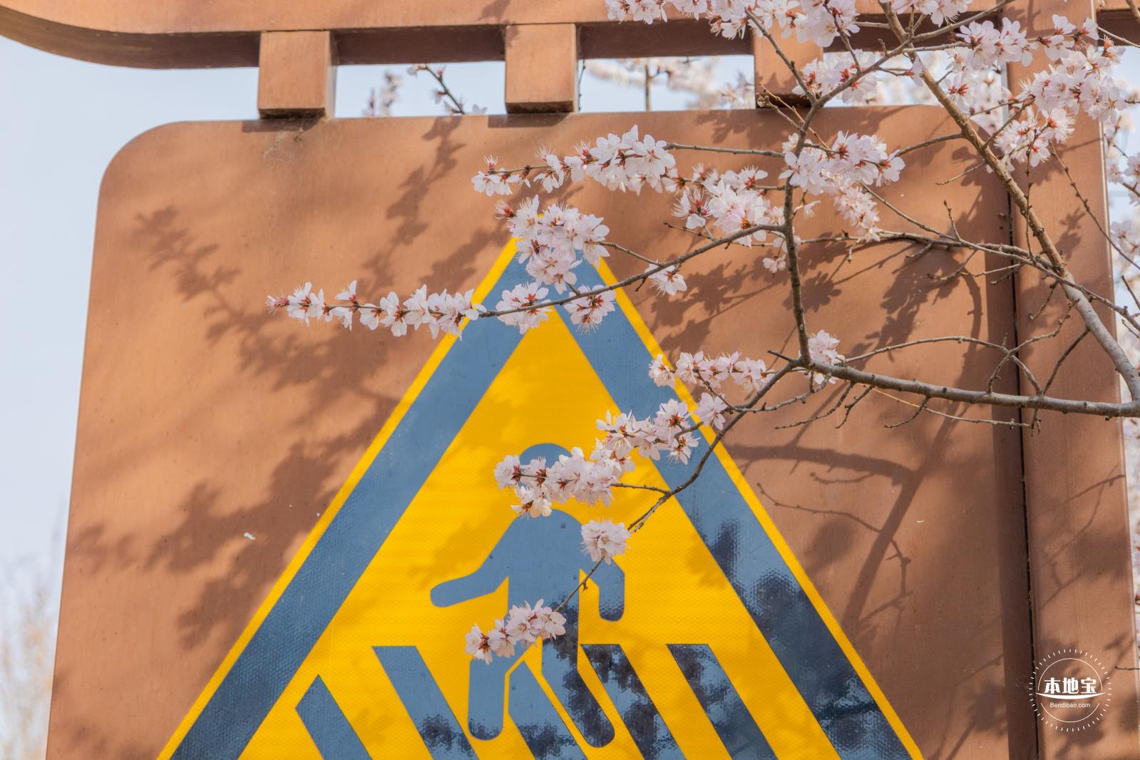 十里堡桃花
