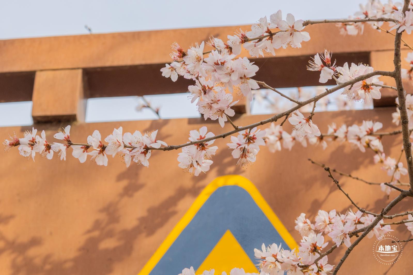 十里堡桃花