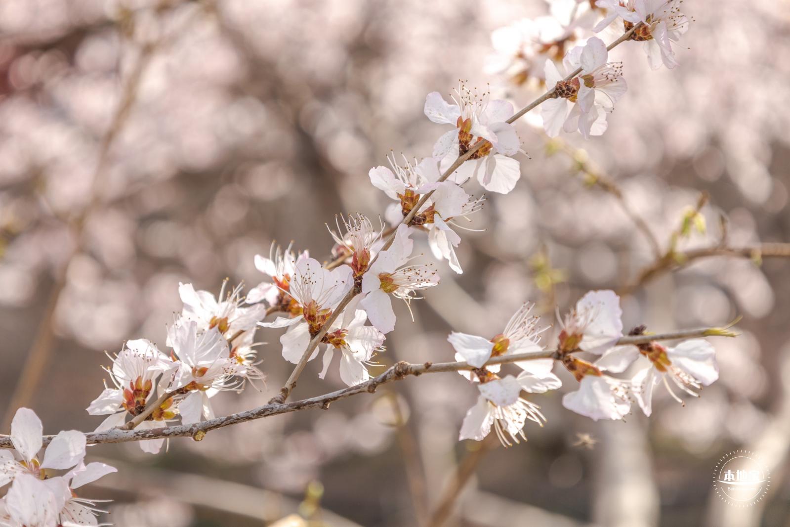 十里堡桃花
