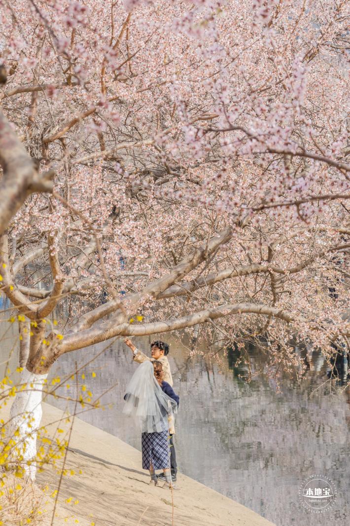 十里堡桃花