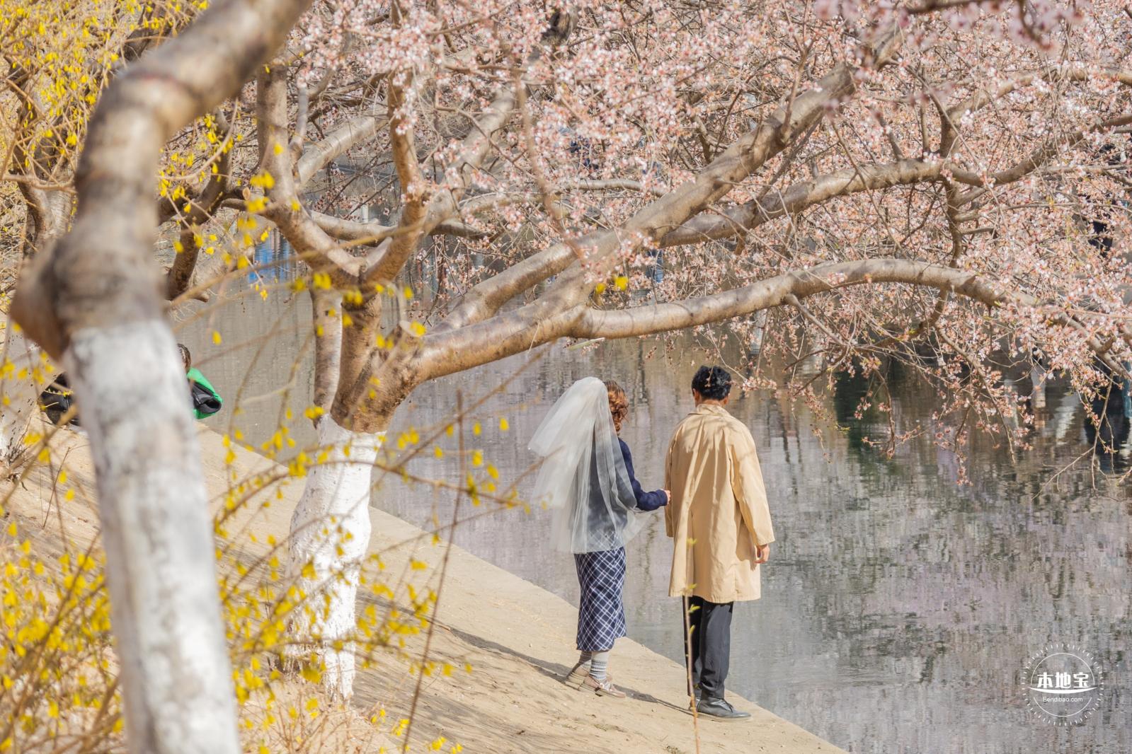 十里堡桃花
