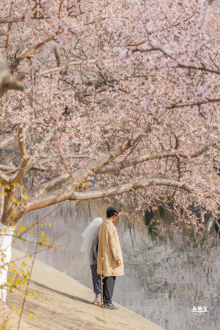 十里堡桃花