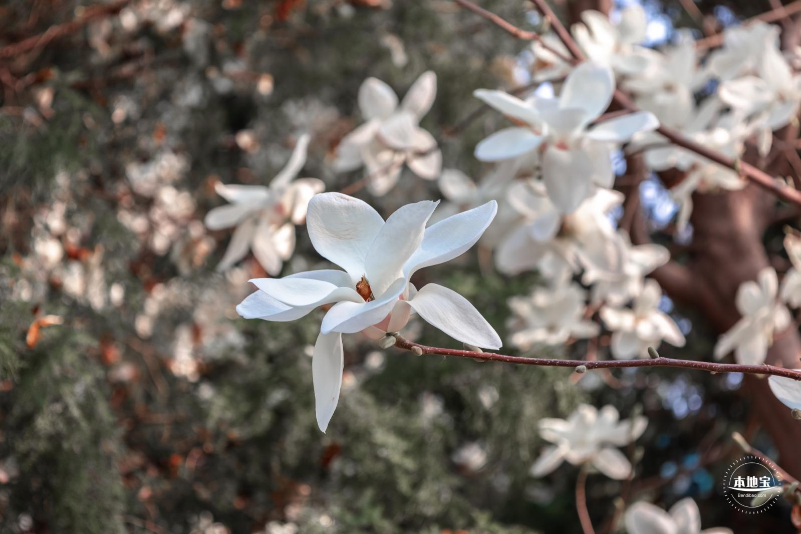 中山公园玉兰花