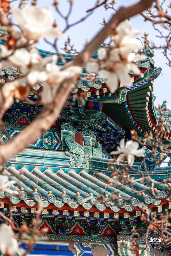 中山公园玉兰花