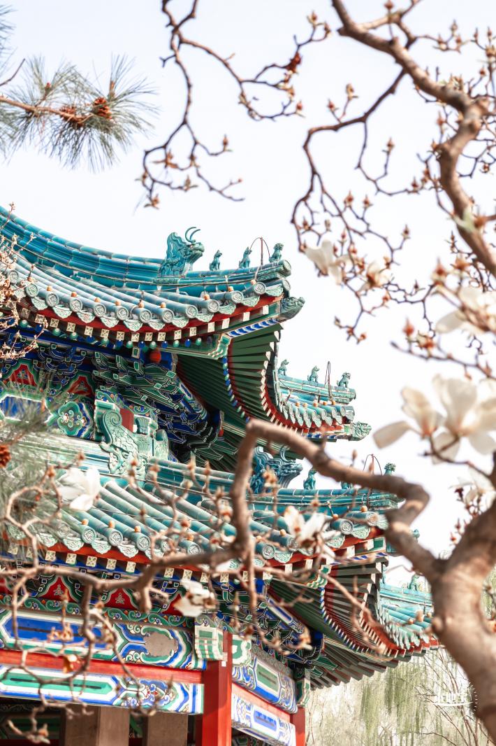中山公园玉兰花