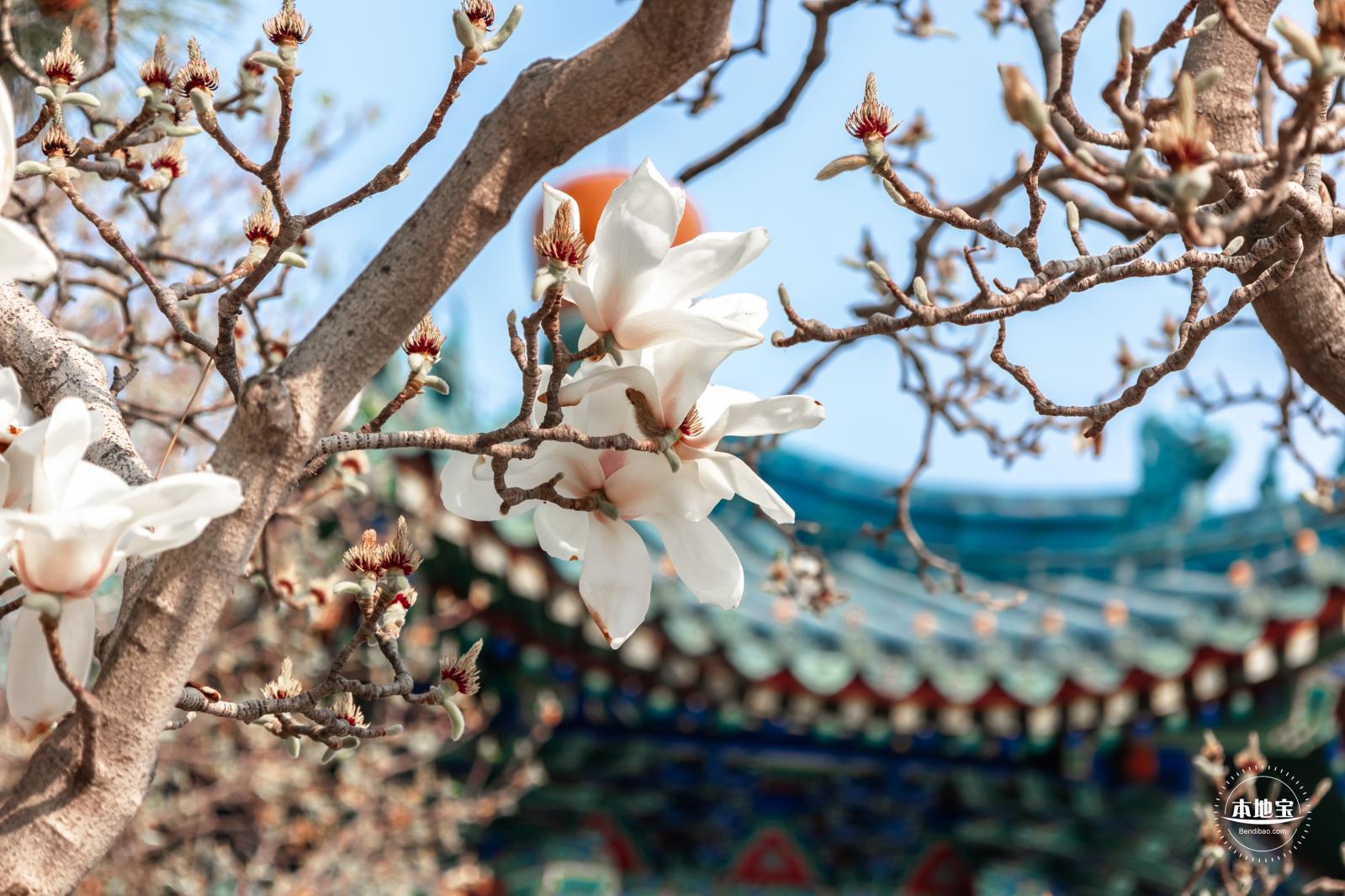 中山公园玉兰花