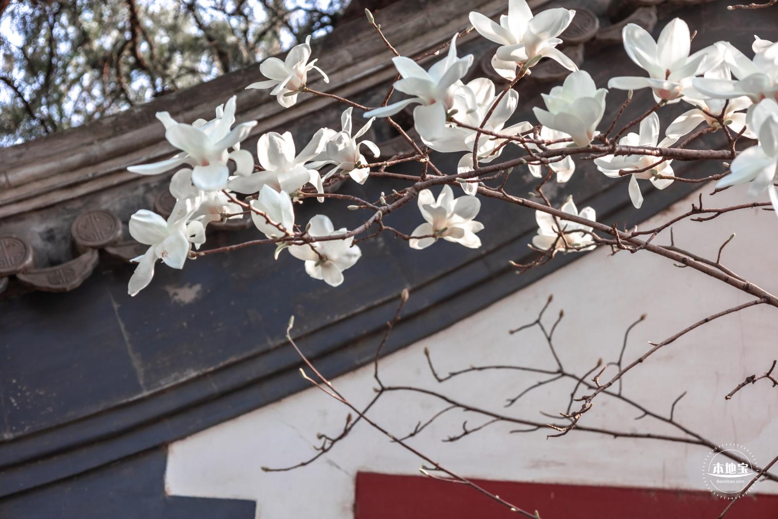 中山公园玉兰花