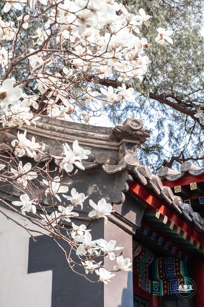 中山公园玉兰花