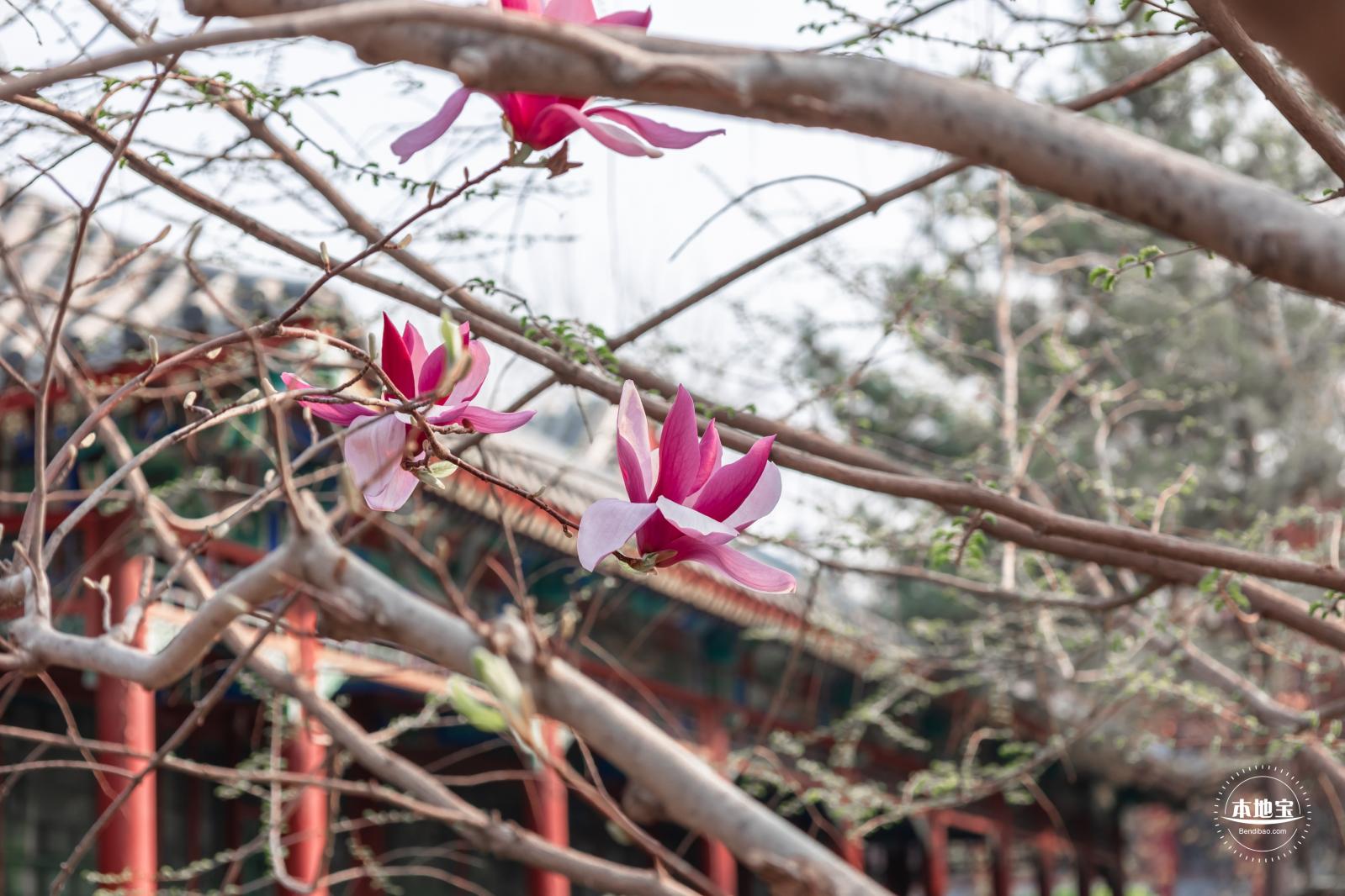 中山公园玉兰花