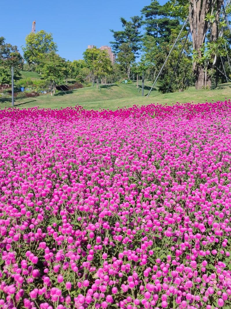 桂湾公园千日红