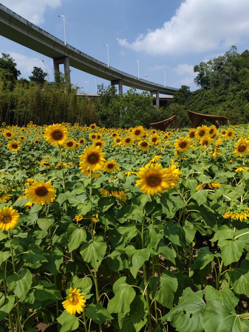 甘坑都市田园-向日葵